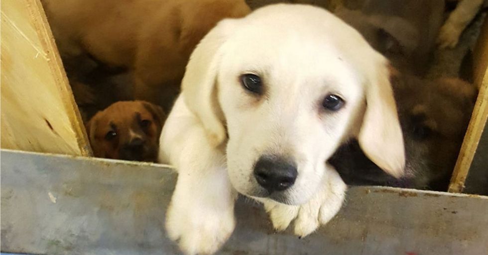 Yes, You Probably Need A Story About 100 Puppies Being Rescued