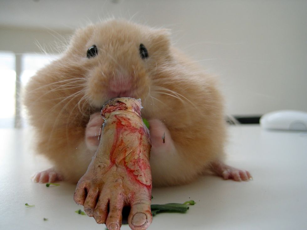 The Crazed Murderer Reincarnated As A Hamster Researchers Accidentally Turned A Crop Of Hamsters Into Cannibals - GOOD