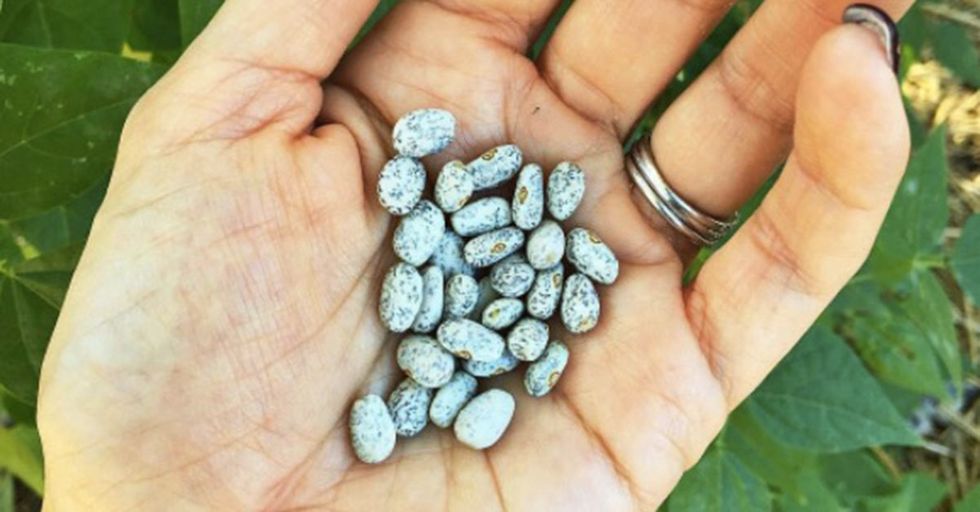 An ‘Elite’ Bean Could Change The Way Famished Regions Feed Themselves