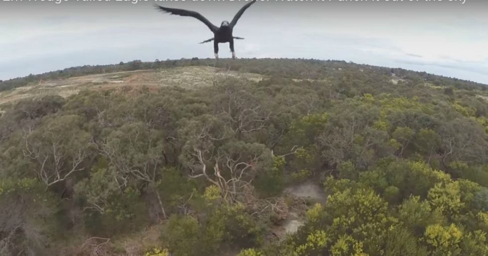 France Is Using Live Eagles To Attack And Remove Terrorist Drones From Its Skies