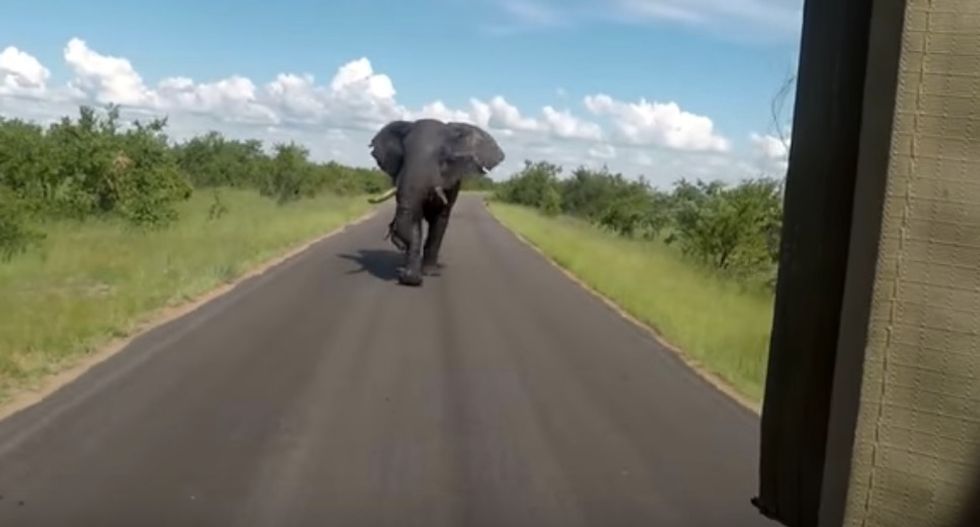 An Annoyed Elephant Literally Ran Invasive Tourists Right Out Of Town