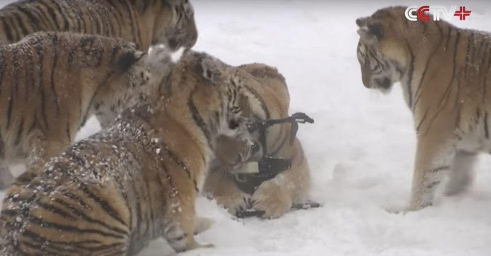 A Pack Of Tigers Hunts Down An Airborne Drone In This Stunning First-Person Footage