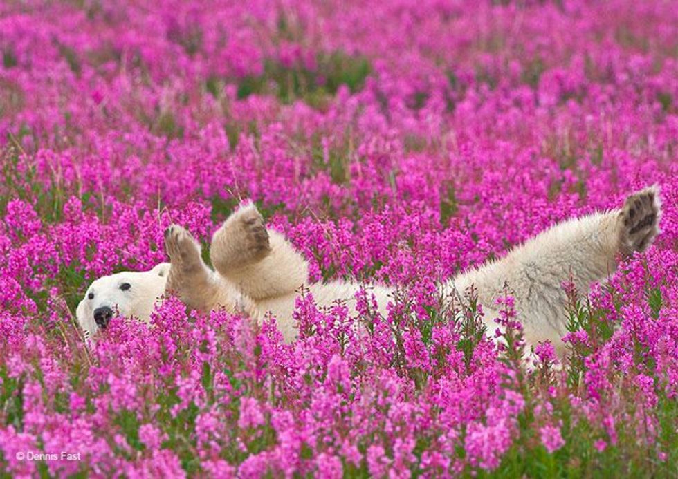 Spring Has Already Sprung Almost Everywhere. Is This Our New Normal?