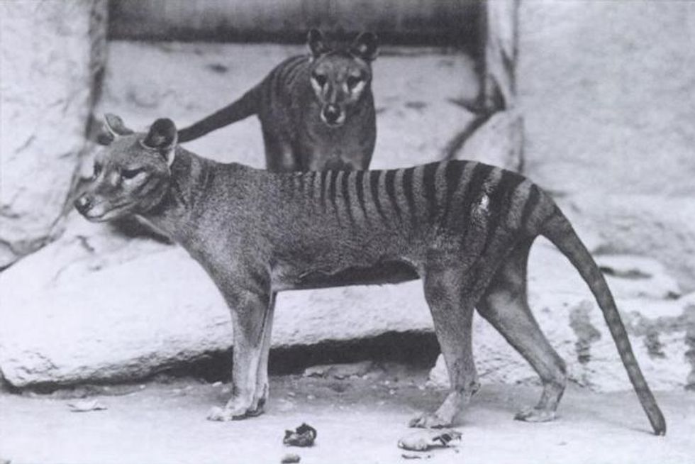 These 5 Animals Are Making Monumental Comebacks