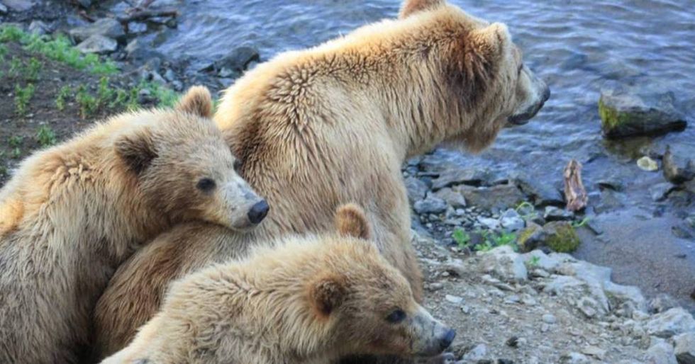 Trump Overturns Obama-era Order Preventing Hibernating Bears From Being Hunted