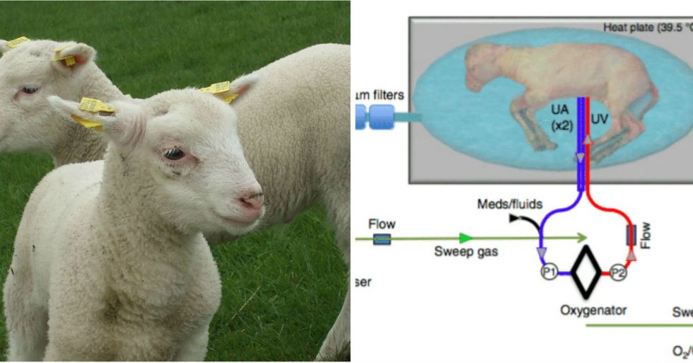 Incredible New Experiment Shows Babies Can Be Grown In Artificial Wombs