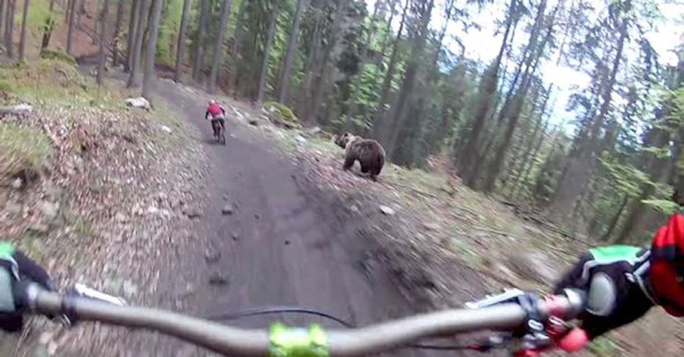 Random Act Of Sport: Mountain Bikers Outrun One Very Fast Bear