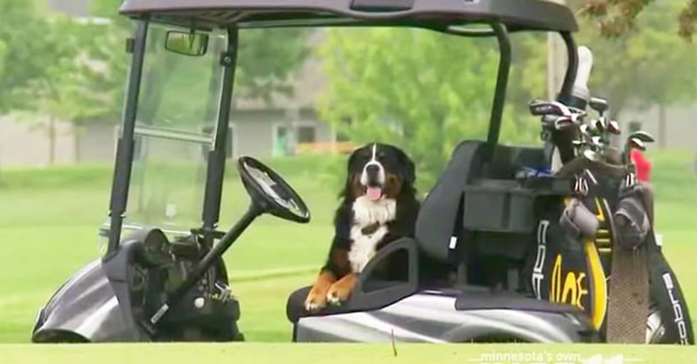 Adorable Golf Ball Retrieving Dog Raises Money For Charity