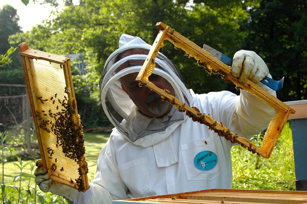 How Buzzing Bees Are Helping Save Themselves