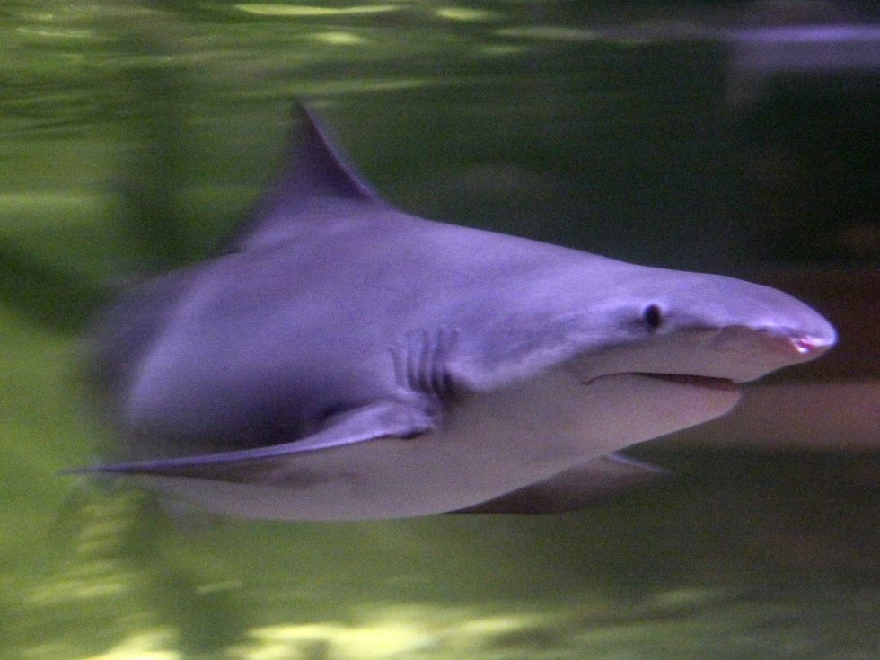 Apparently Sharks Can Live Inside Volcanoes
