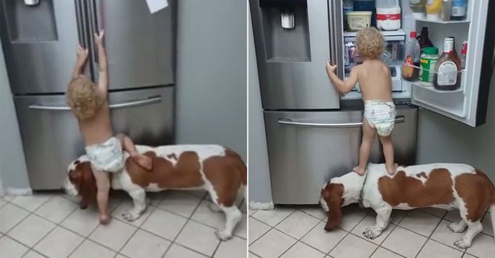 A Toddler And His Dog Are Teamwork Exemplified As They Steal Food Out Of The Fridge
