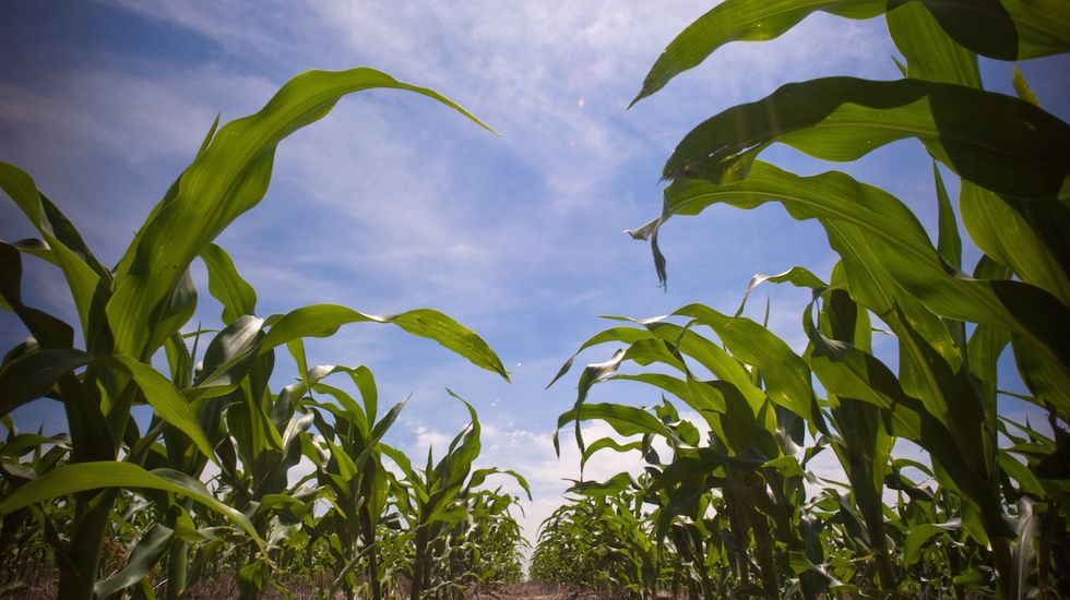 California Adds Popular Pesticide To List Of Cancer-Causing Chemicals