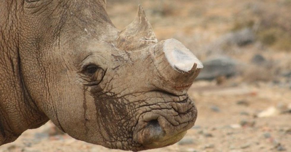 This Man Selling Off 1,100 Pounds Of Rhino Horns Might Not Be As Despicable As You Think