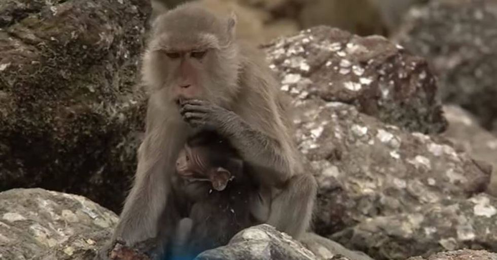 Some Of The Most Unforgettable Clips From Nat Geo’s ‘Earth Live’