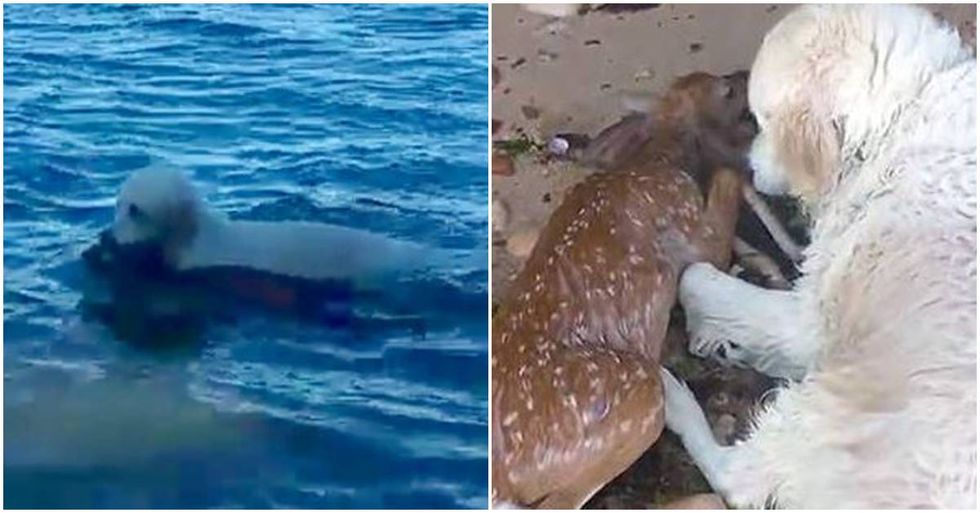 Courageous Dog Saves A Drowning Fawn