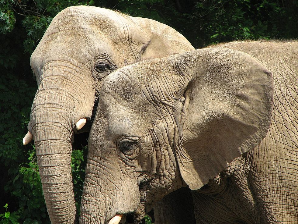 L.A. Rams Owner Under Fire For Funding Channel Dedicated To Trophy Hunting