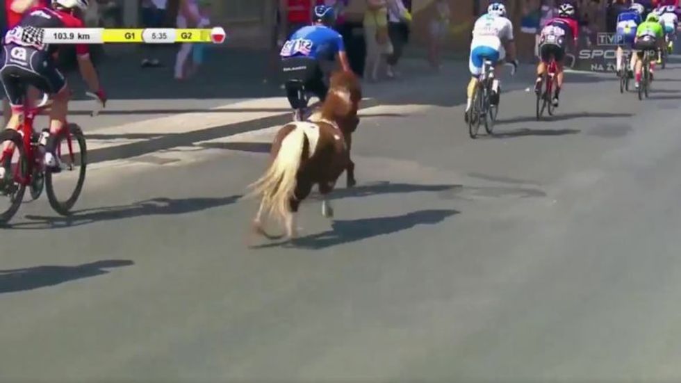 Random Act Of Sport: Small Horse Invades Cycling Race, Keeps Pace Just Fine