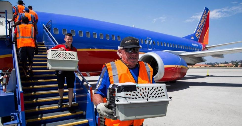 Southwest Airlines Chartered A Special Plane To Help Pets In Hurricane Harvey’s Aftermath