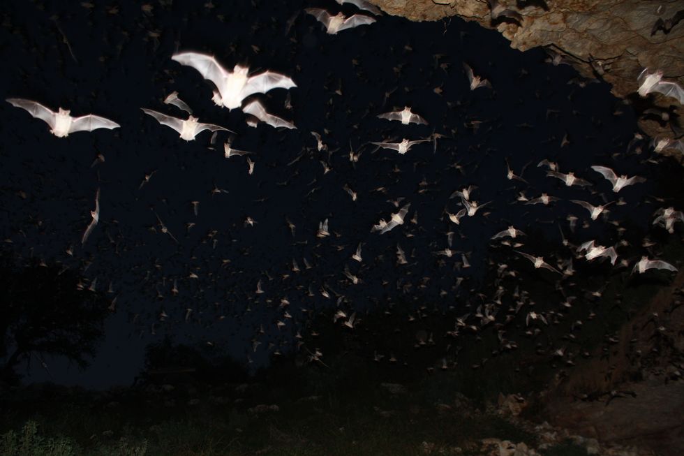 Why Texans Dove Into Harvey’s Toxic Floodwaters To Rescue Bats Barehanded