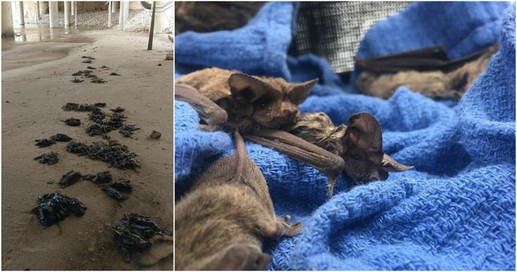 Why Texans Dove Into Harvey S Toxic Floodwaters To Rescue Bats Barehanded Good