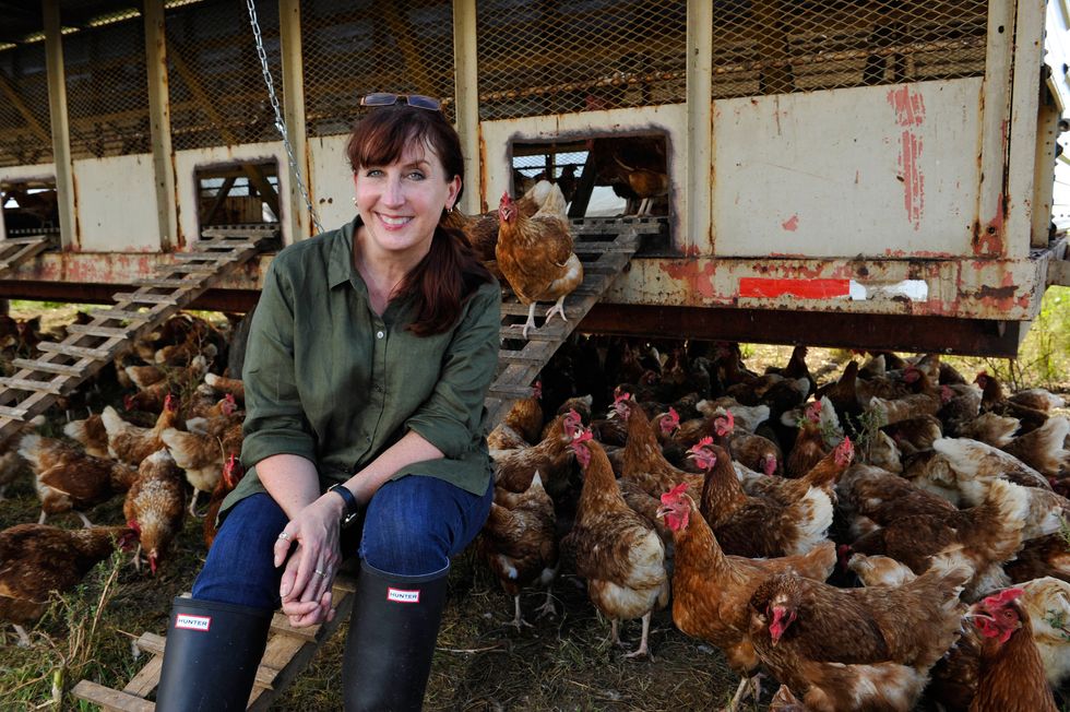 How America’s Love Of Cheap, Fatty Chicken Led To ‘Superbugs’ — And Way Too Many Boring Meals