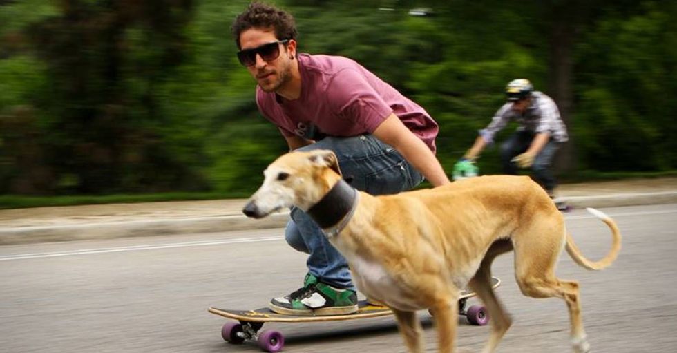 New App Is The Tinder For Dog-Borrowing