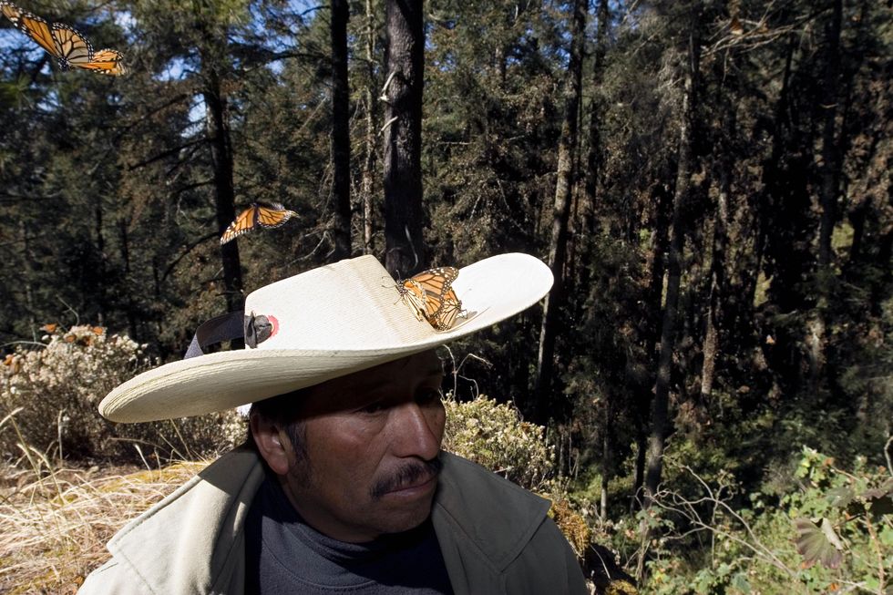 Every Fall, Monarch Butterflies Travel An Epic 3,000 Miles — But They're A Little Late This Year