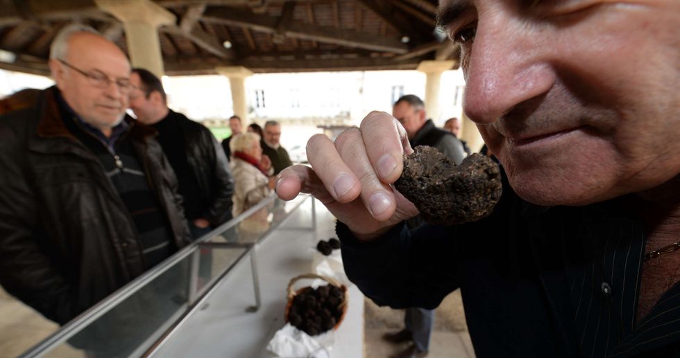 Jolly Good! Rich Brits Get To Dine On Super Rare Truffles Thanks To Record Hot Temps