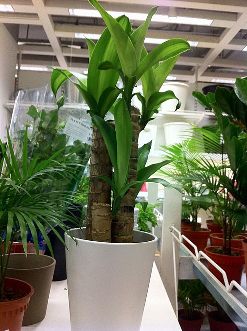 NASA says these 18 plants are the best at naturally filtering the air