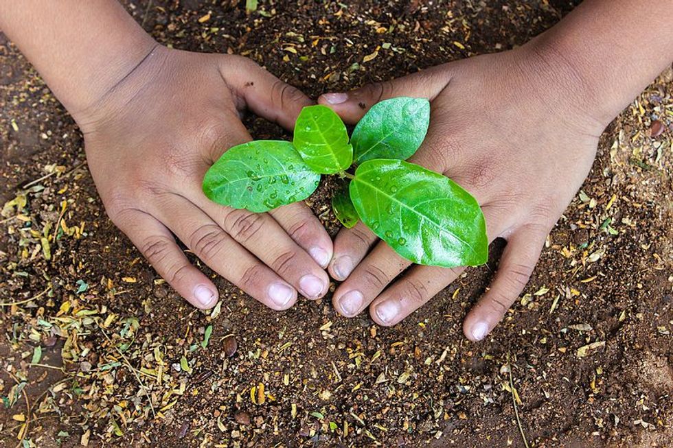 Want To Fight Global Warming? It’s Time To Get Planting.