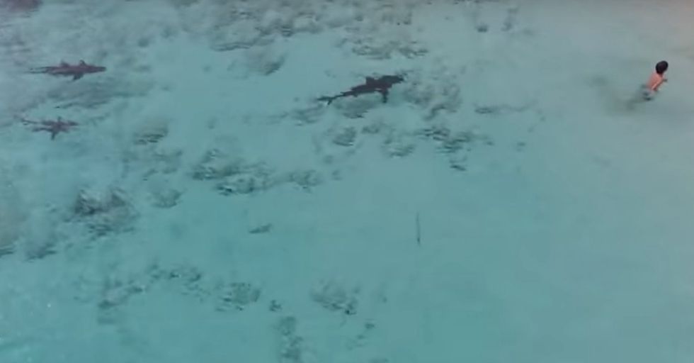 The Moment This Child Enters The Bahama Waters, He’s Greeted By 4 Sharks