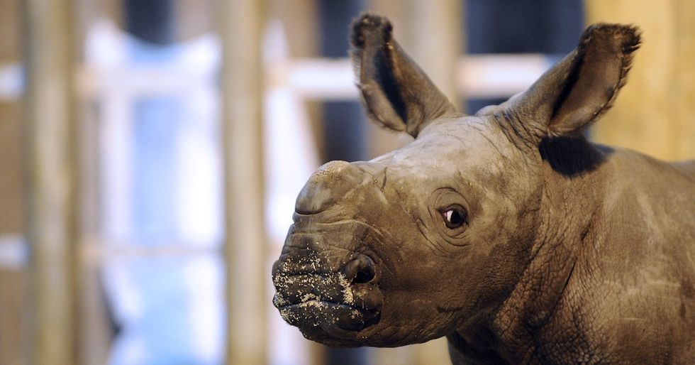 Scientists Hope To Breed Another Northern White Rhino Through In Vitro Fertilization