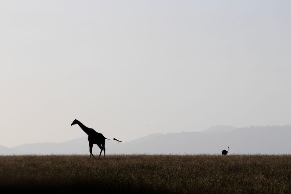 This Safari Reaches For New Heights In Conservation