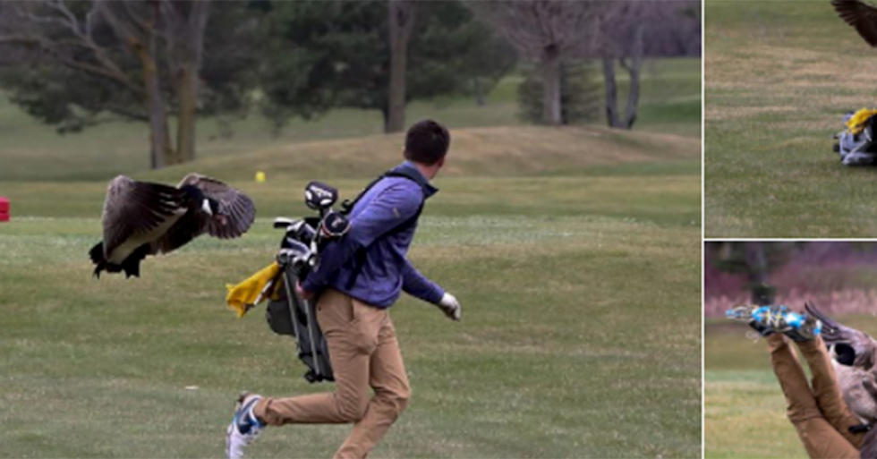 A Goose Attacked A High School Golfer, And The Pics Are Epic