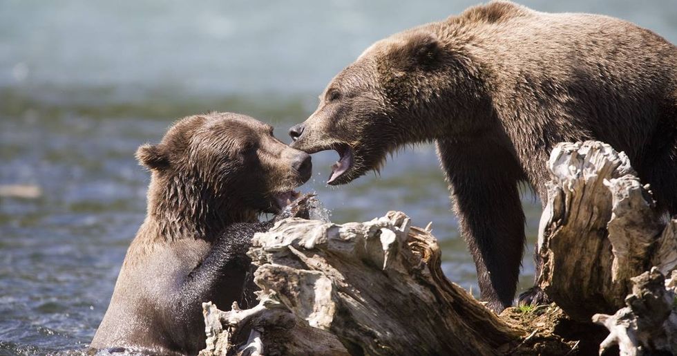 Trump Looks To Overturn A Ban On ‘Extreme’ Hunting Practices In Alaska