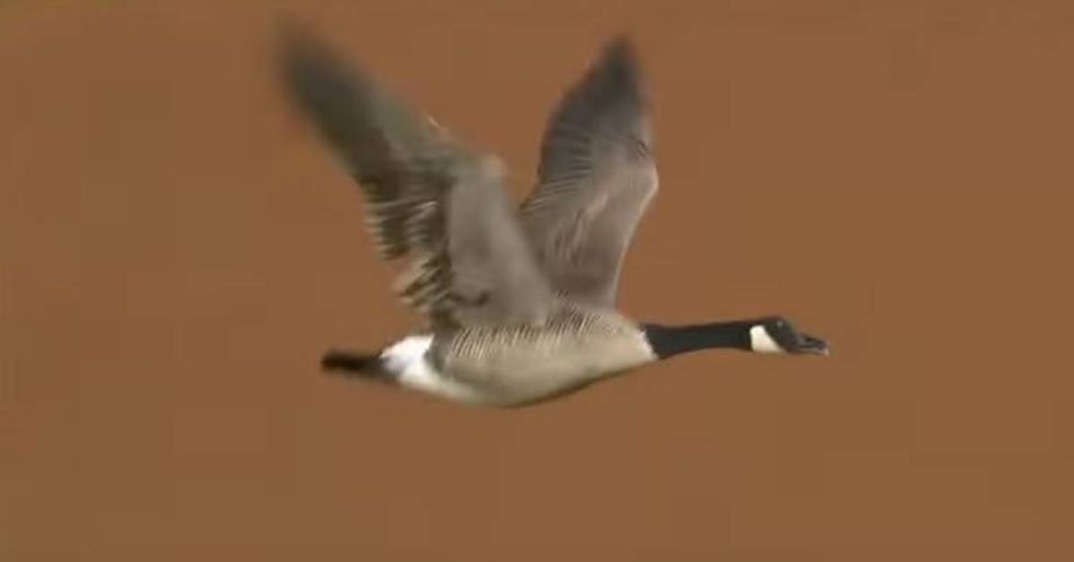 The Tigers Are On A Roll, And They Owe It All To A Canada Goose