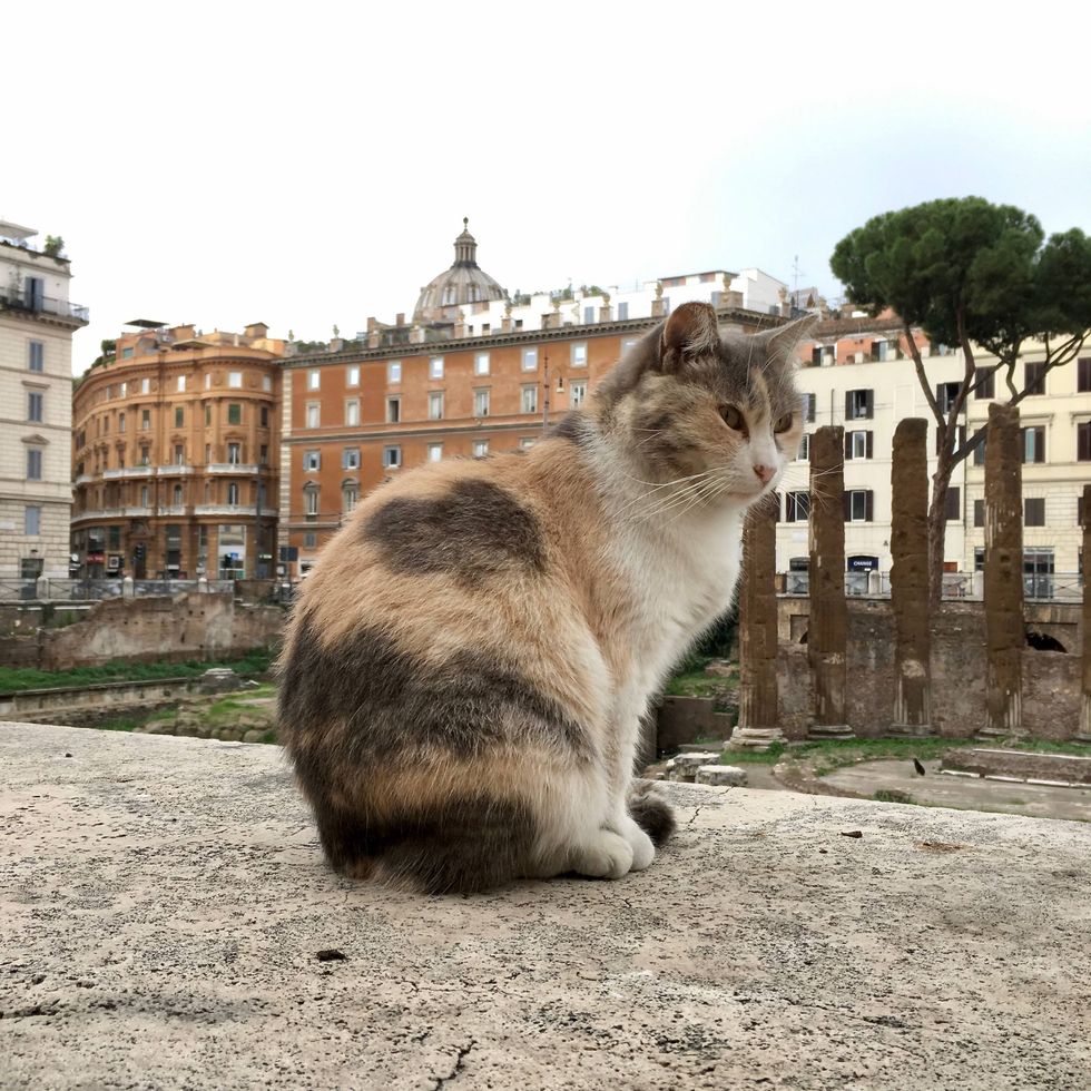 The Cats Of Rome Make Ruins Their Home