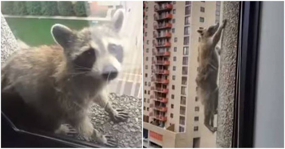 A Heroic Raccoon Captured The World’s Attention By Scaling A 23-Story Building