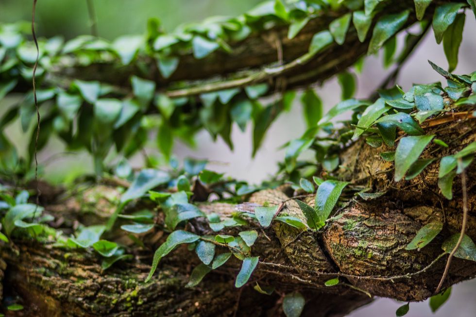 Amazonian Psychedelic Ayahuasca May Ease Severe Depression, New Study Shows