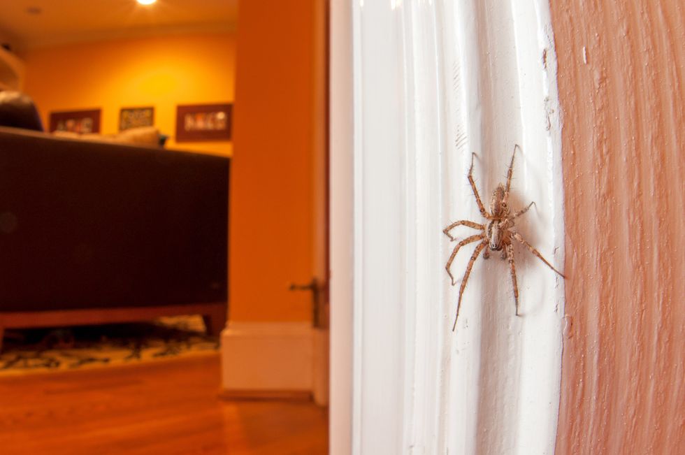 Here’s Why You Should Think Twice About Killing Spiders In Your Home