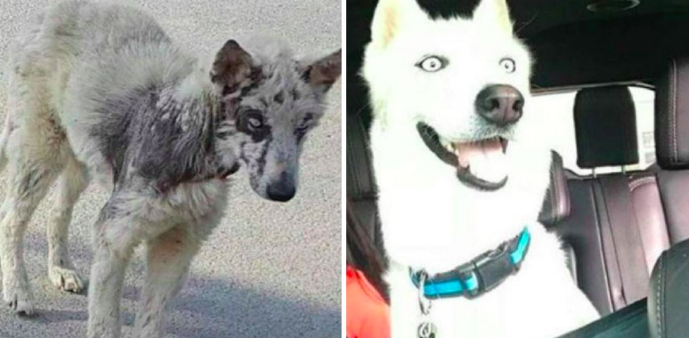 15 adorable doggies before and after being adopted.