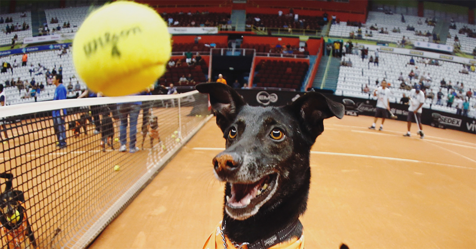 The Brasil Open Used Some Very Photogenic Rescue Dogs As Ball Boys And Girls