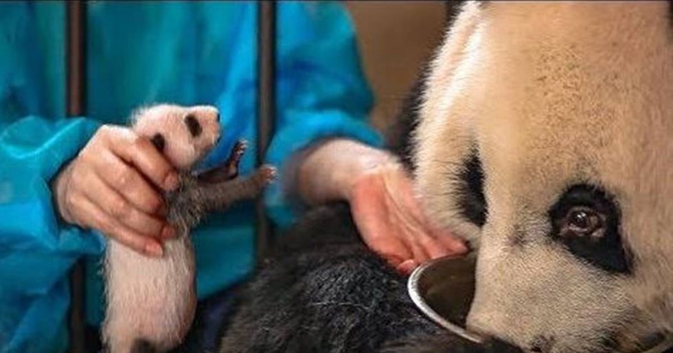 Panda doesn't realize she's had twins. This is amazing.