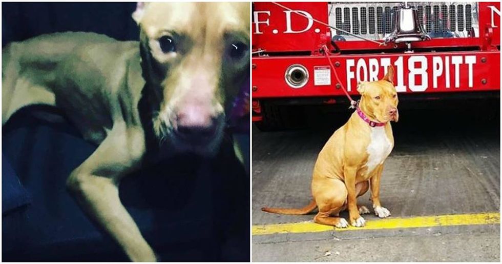 After being abandoned in a crack house, this pit bull became an honorary member of the FDNY.