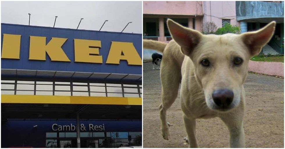 This Italian Ikea found an adorable way to help stray dogs when it’s cold outside.