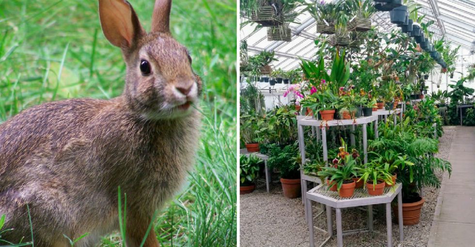 Scientists just used rabbit DNA to create a new kind of powerful, air purifying plant.