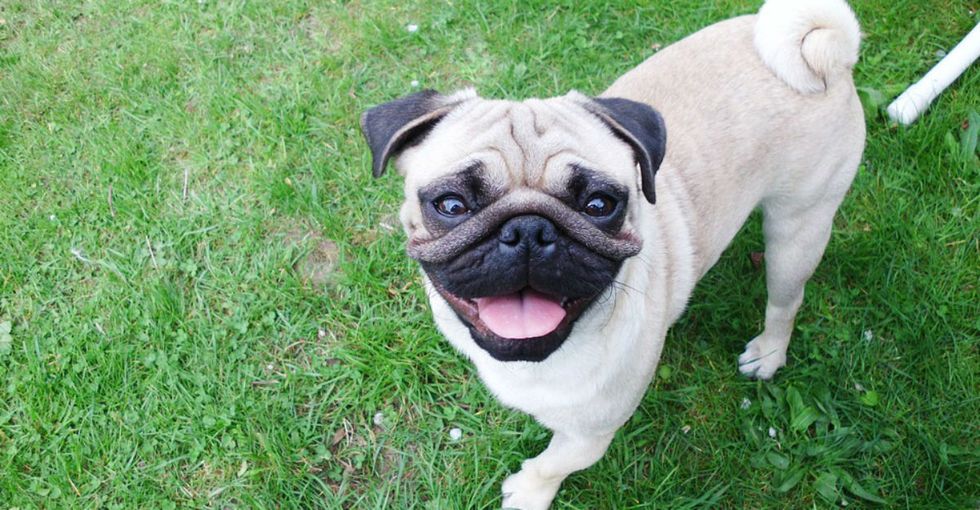 A new bill in South Carolina would ban animal abusers from adopting pets for 5 years.