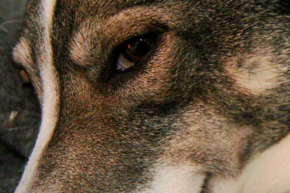 dogs, lying, experiment, research