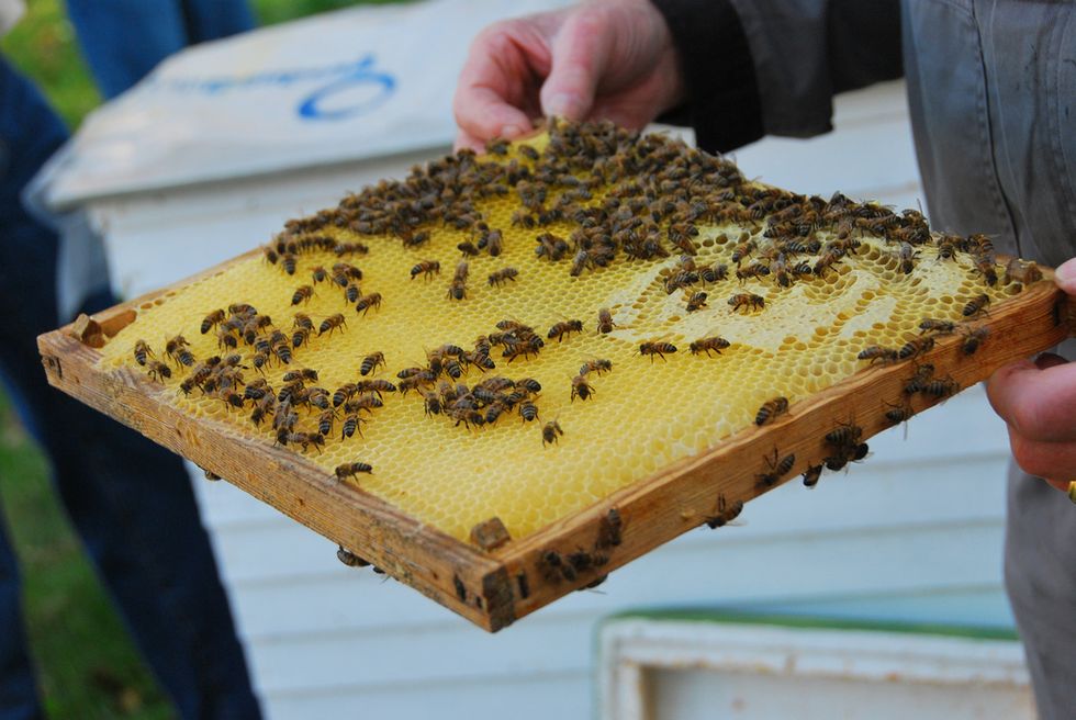 Beekeeping Offers a Sweet Future for Former Inmates