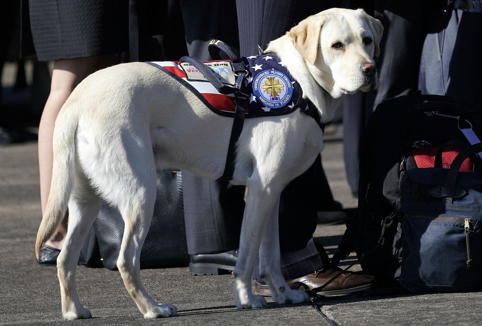 A picture of George H.W. Bush’s service dog has everybody in tears.